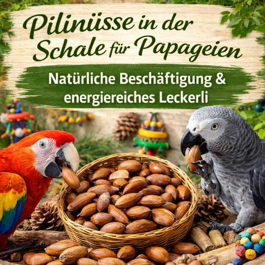 Pilinüsse in der Schale für Papageien – Natürliche Beschäftigung & energiereiches Leckerli