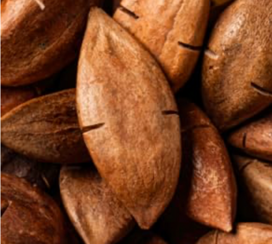 Pilinüsse in der Schale – Natürliches Papageienfutter